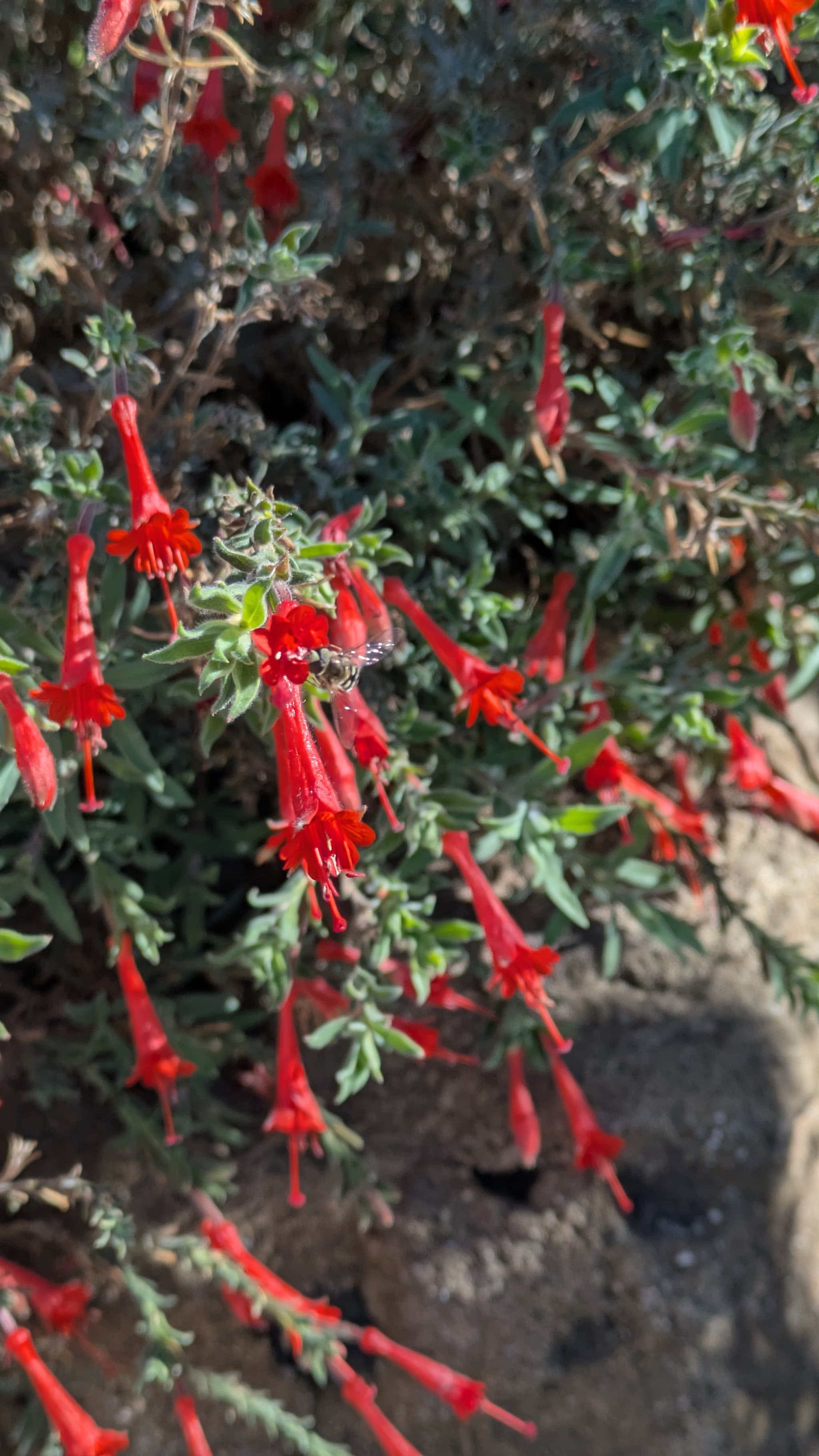 A tiny bee enjoying a late blooming fuschia.