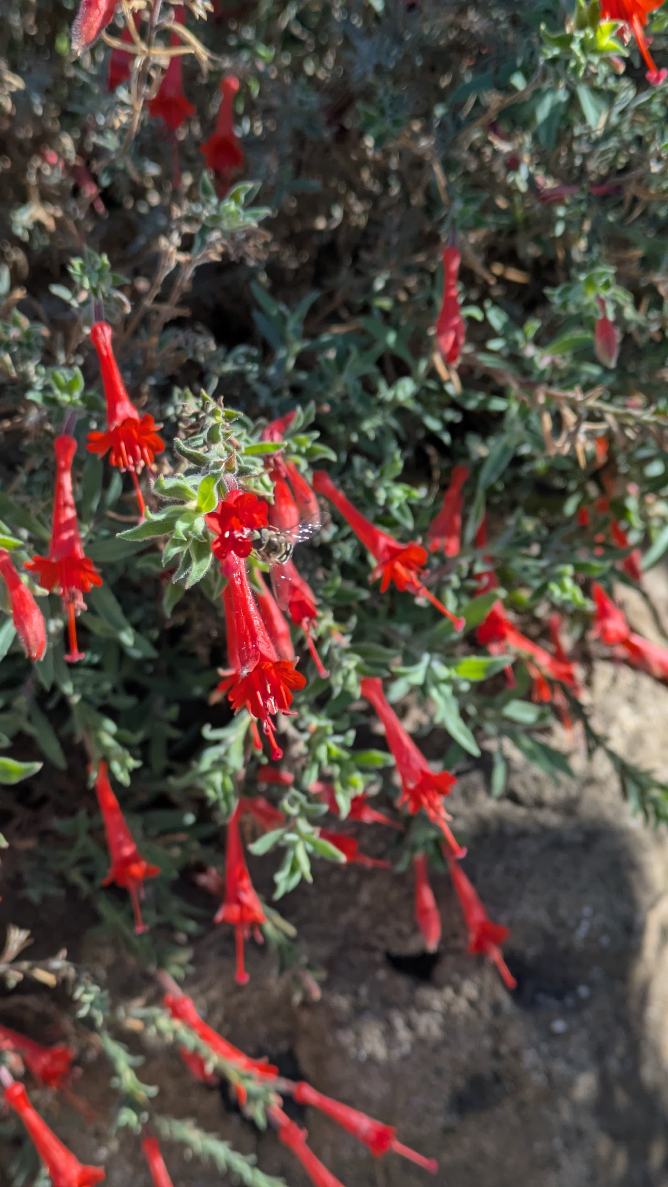 A tiny bee enjoying a late blooming fuchsia.