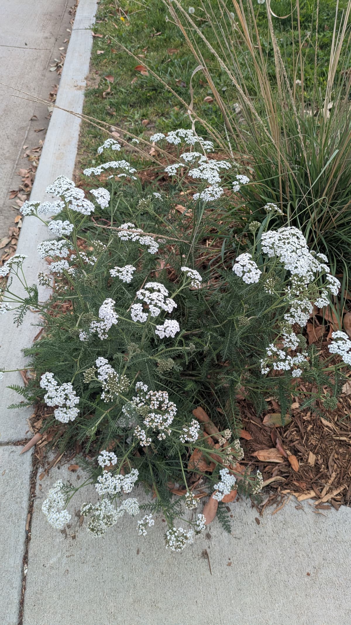 A picture of Achillea millefolium (Common Yarrow).
