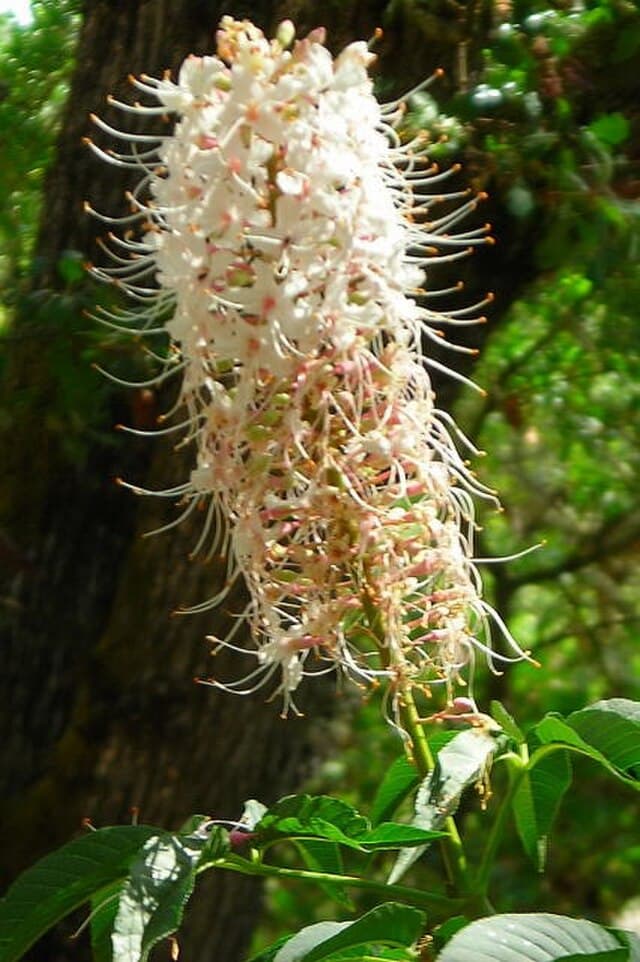 Aesculus californica (California Buckeye)