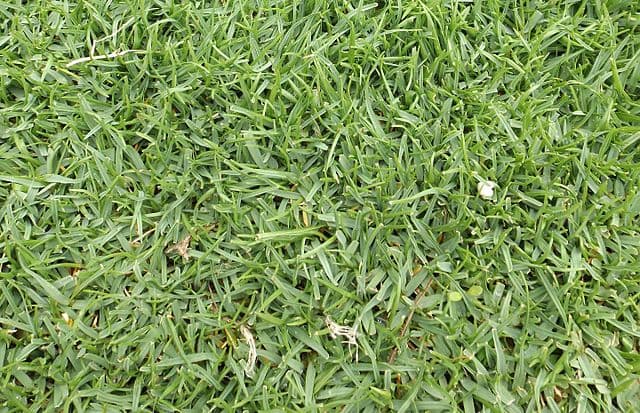 Agrostis pallens (Thingrass)