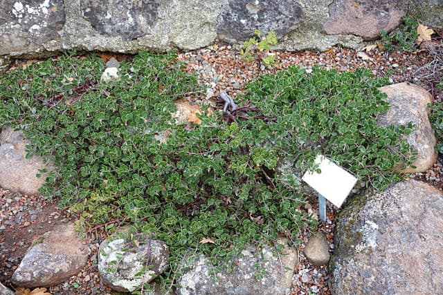 Arctostaphylos (Manzanita) — Ground cover