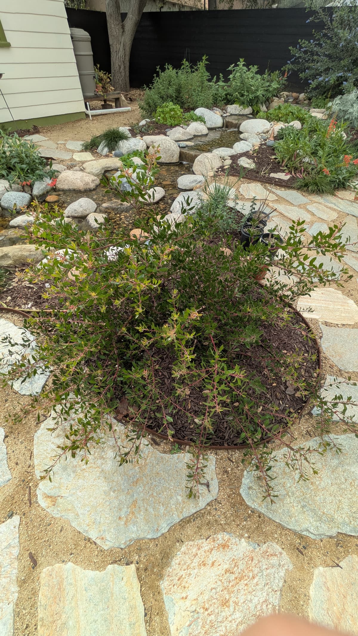 Arctostaphylos (Manzanita) — Small shrub