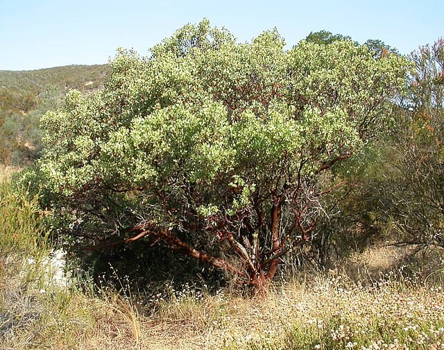 A picture of Arctostaphylos (Manzanita) — Mid-sized Shrub.
