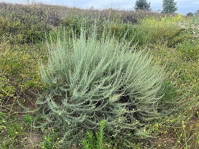 Artemisia californica (California Sagebrush)