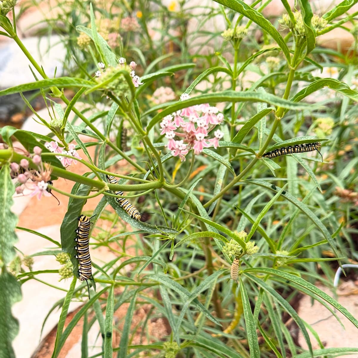 Asclepias fascicularis (Narrow Leaf Milkweed)