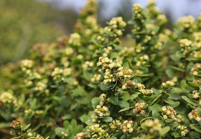 Baccharis pilularis ssp. consanguinea (Coyote Brush)