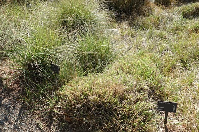 Carex praegracilis (Field Sedge)