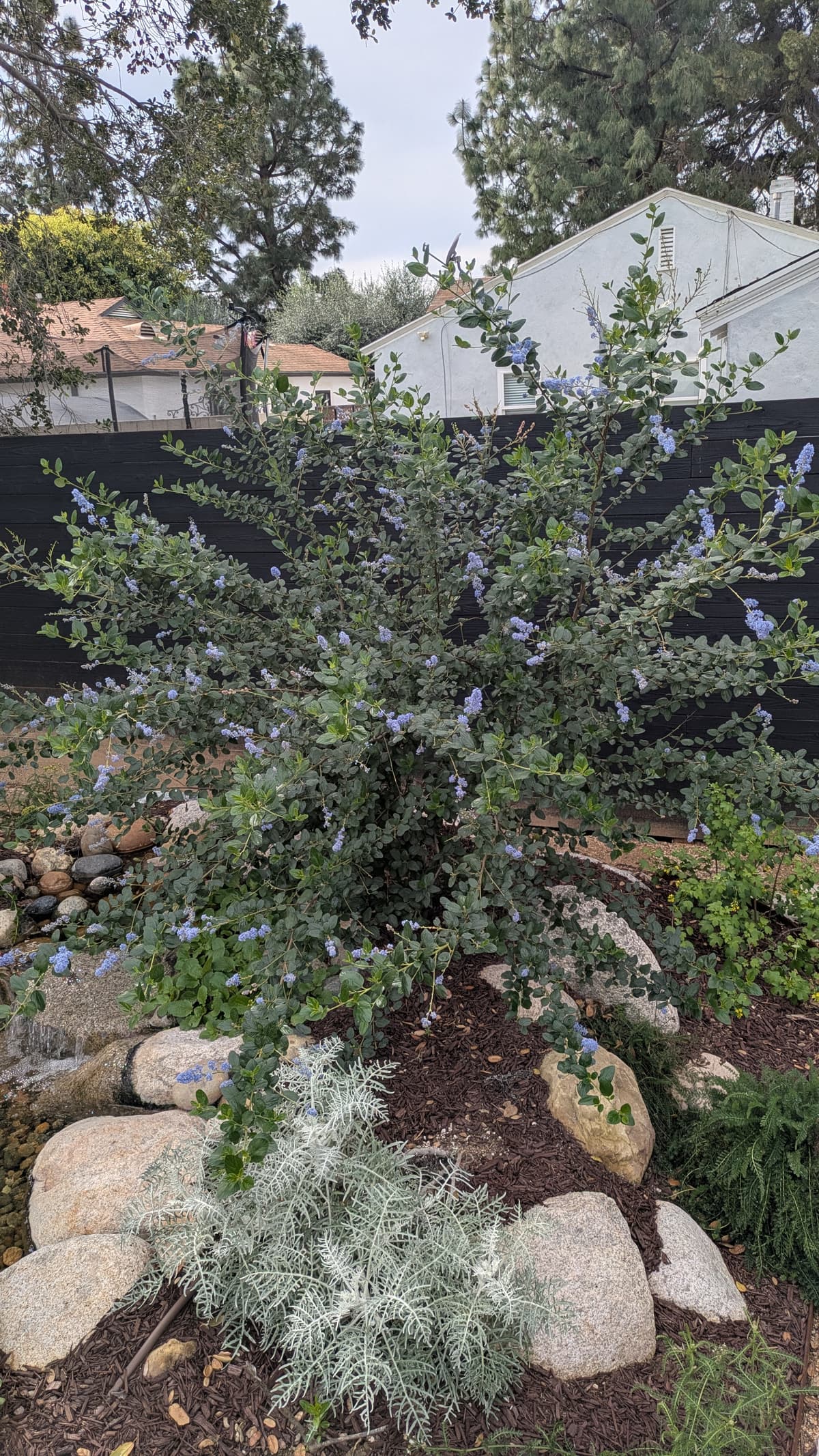 Ceanothus (California Lilac) — Mid-sized Shrub