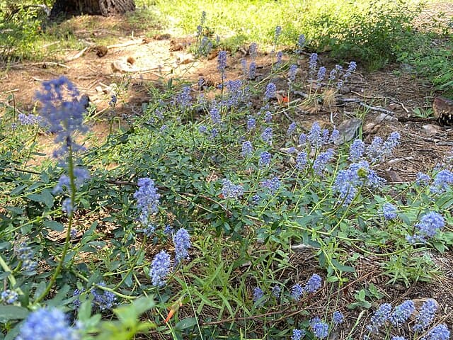 A picture of Ceanothus (California Lilac)  — Ground cover.