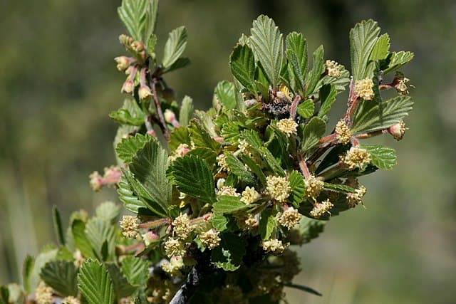 A picture of Cercocarpus betuloides (Mountain Mahogany).