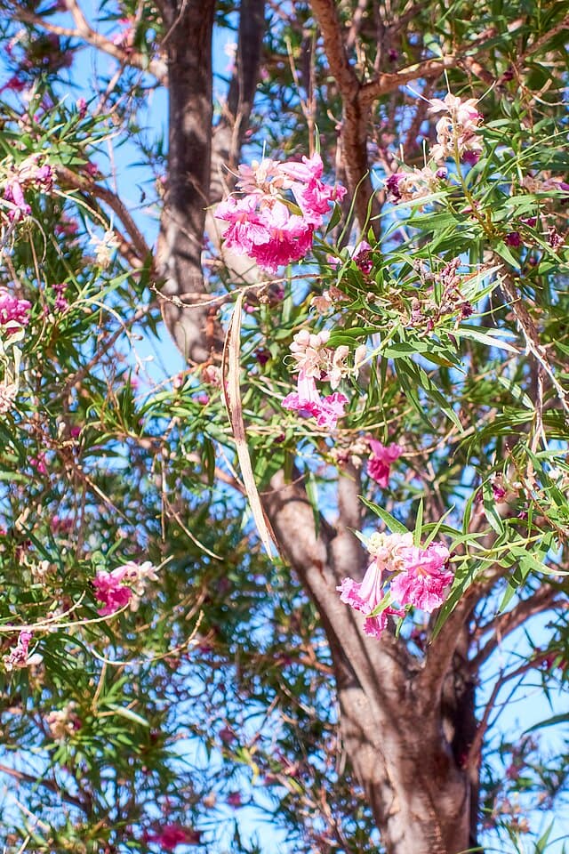 A picture of Chilopsis linearis (Desert Willow).