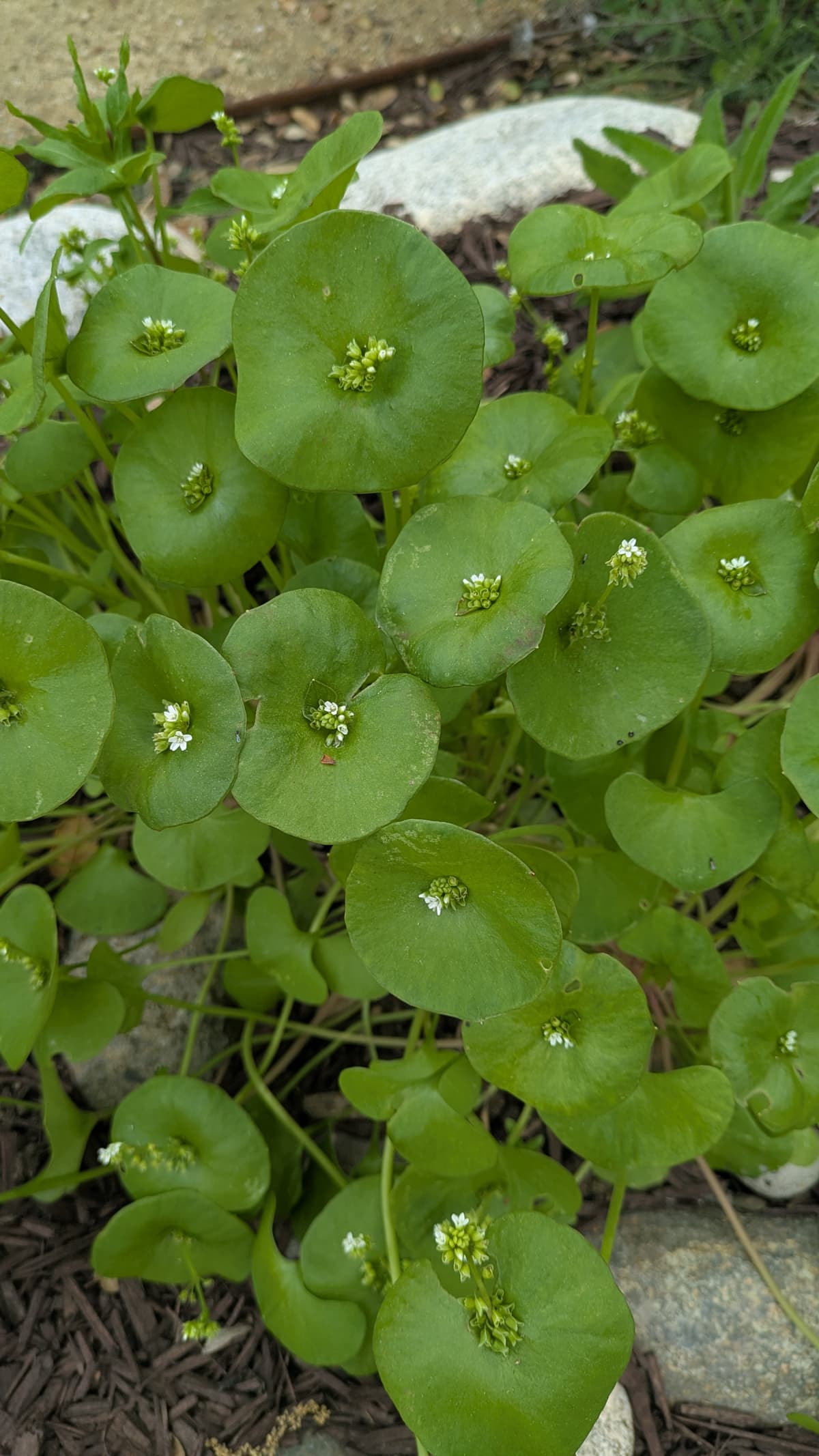 A picture of Claytonia perfoliata (Rooreh).