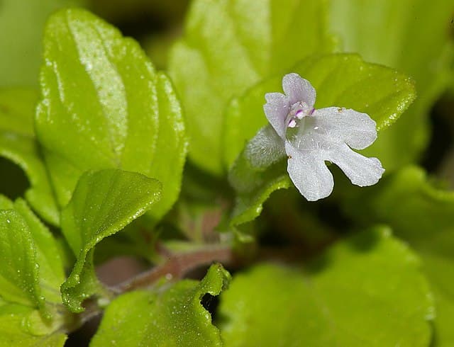 Clinopodium douglasii (Yerba Buena)