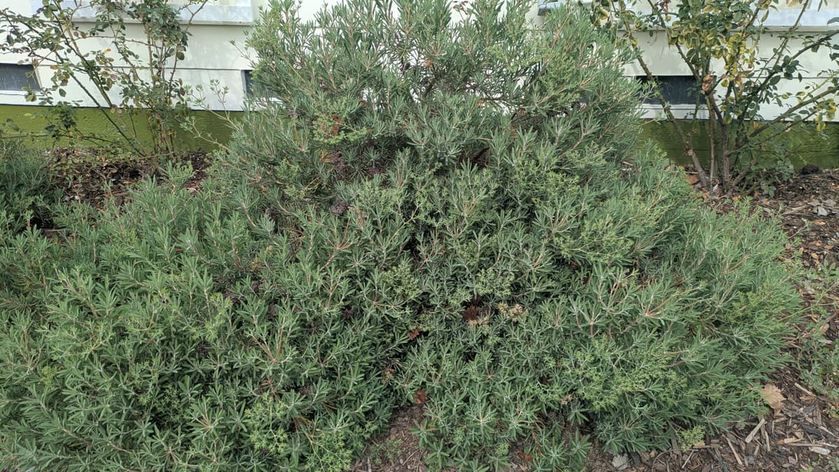 A picture of Eriogonum (Buckwheat).