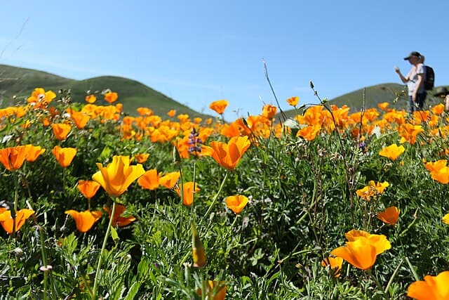 Eschscholzia californica (California Poppy)