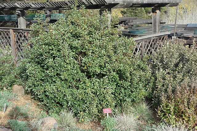 A picture of Frangula californica (California coffeeberry).