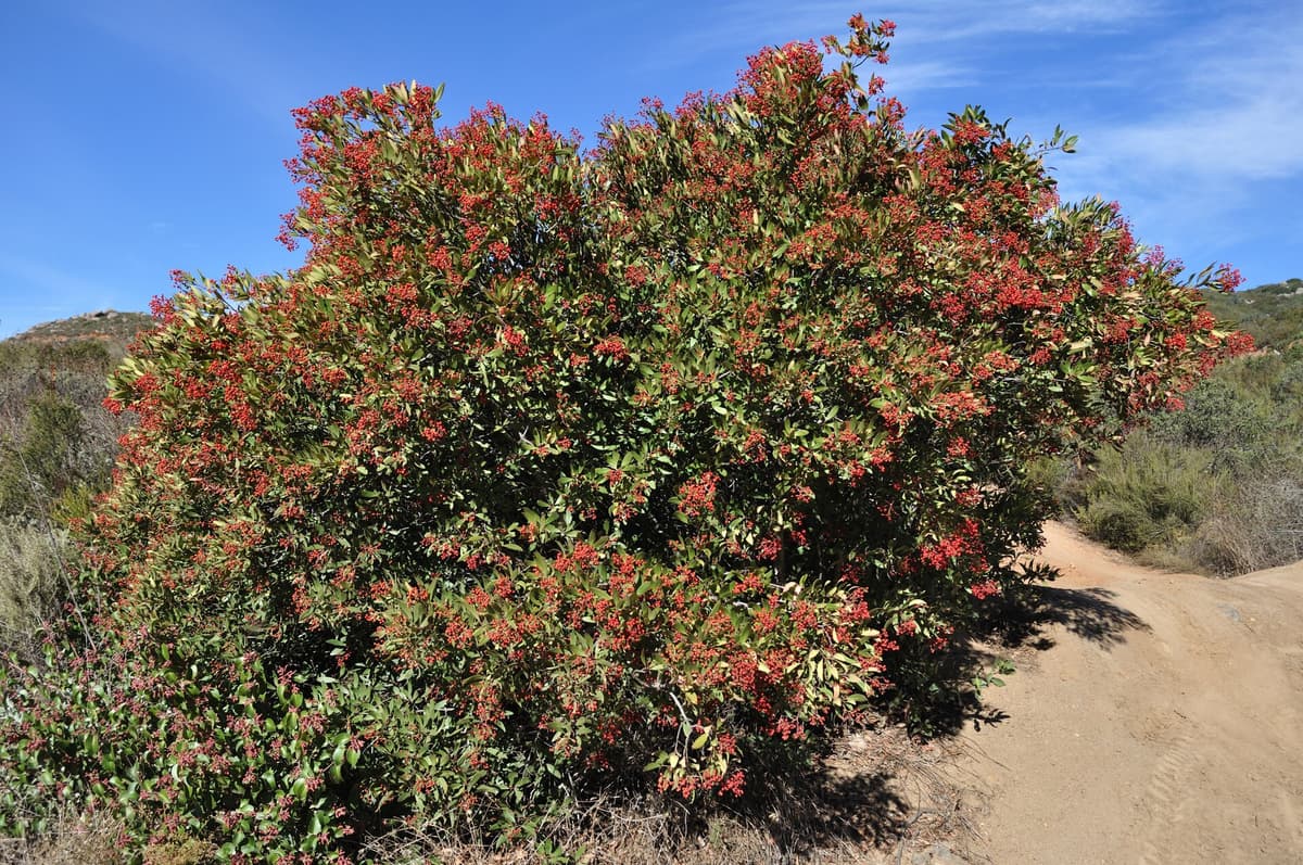 Heteromeles (Toyon)