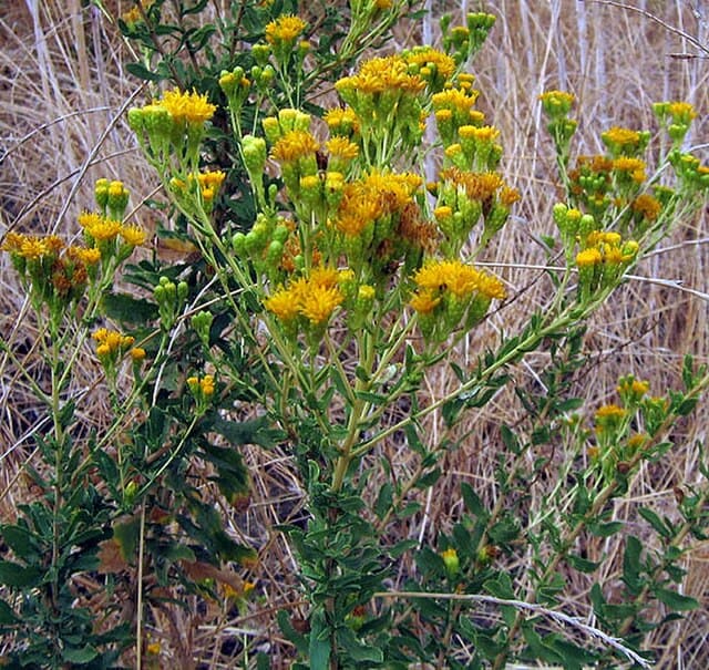 Isocoma menziesii (Menzies' Goldenbush)