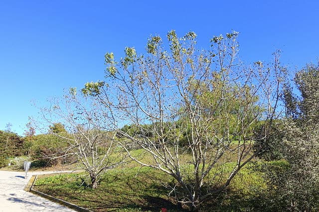Juglans californica (Southern California Black Walnut)