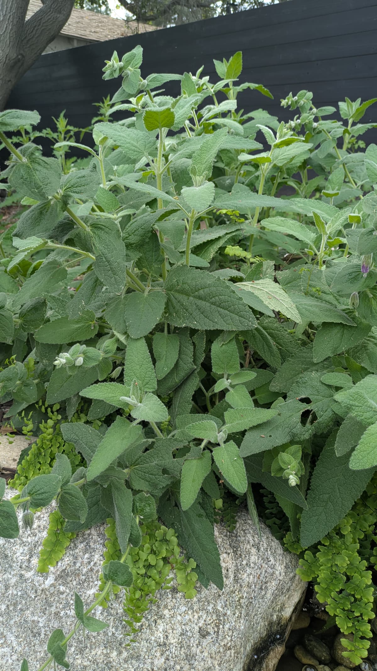 Lepechinia fragrans (Fragrant Pitcher Sage)