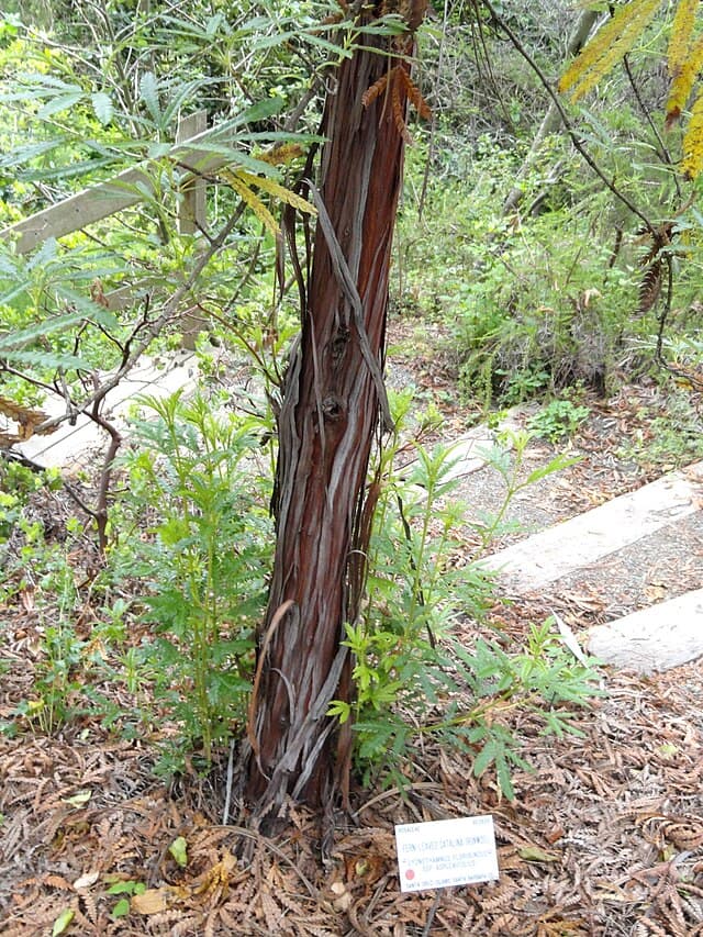 Lyonothamnus floribundus (Catalina Ironwood/Island Ironwood)