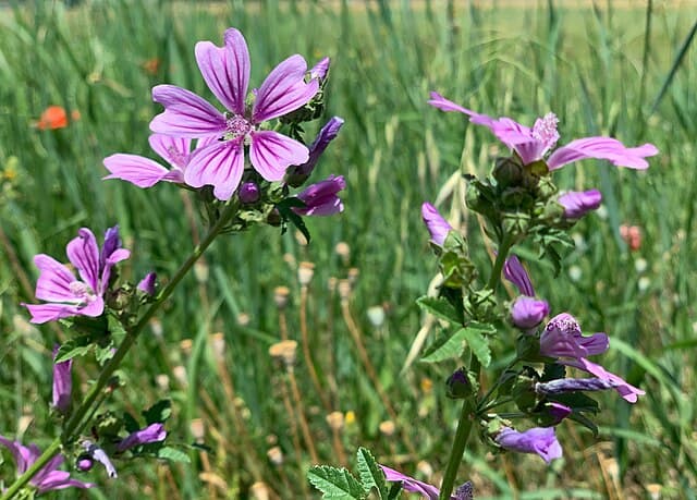 Malva assurgentiflora (Malva Rosa)