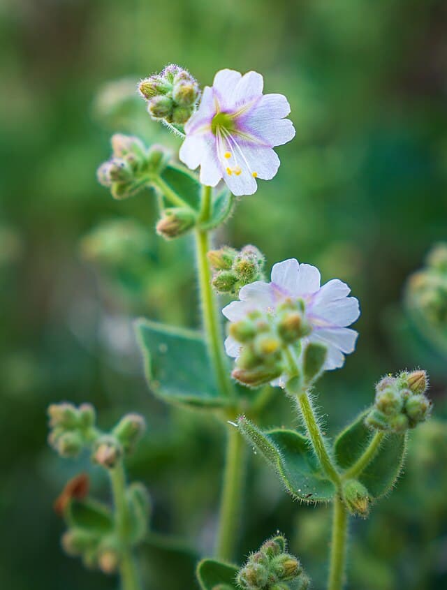 Mirabilis laevis (Desert Wishbone-bush)
