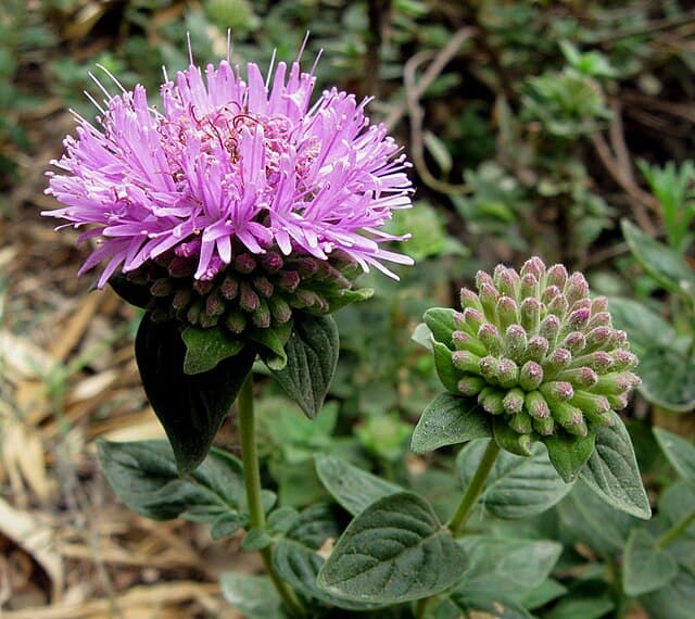 A picture of Monardella villosa (Coyote Mint).