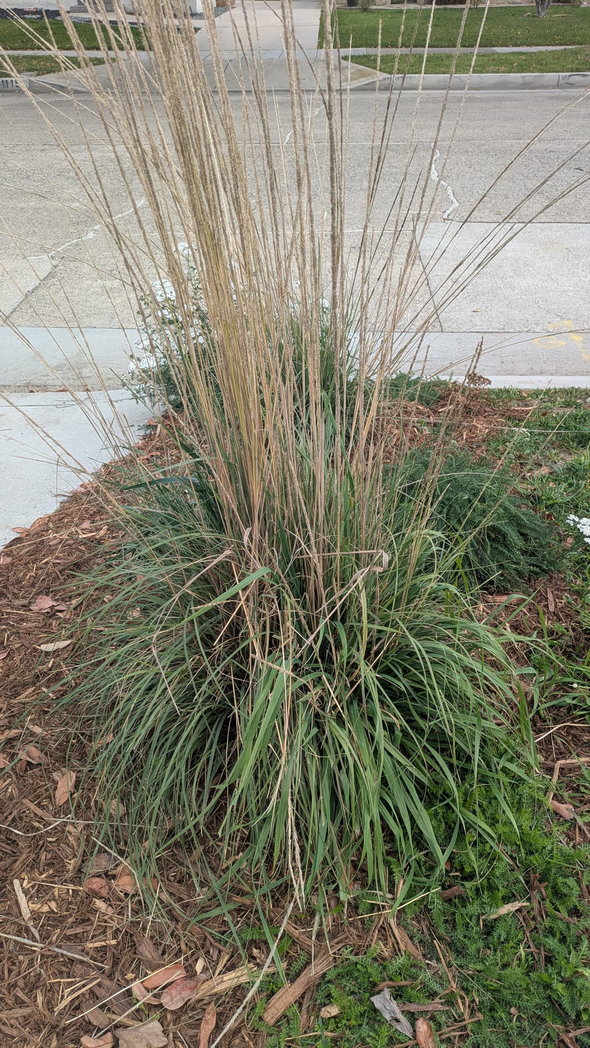 Muhlenbergia rigens (Deergrass)