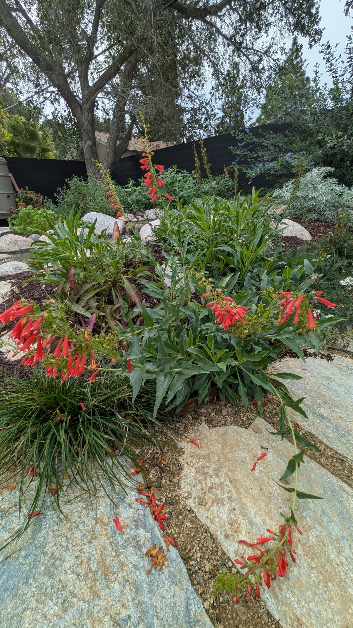 A picture of Penstemon — Perennial.