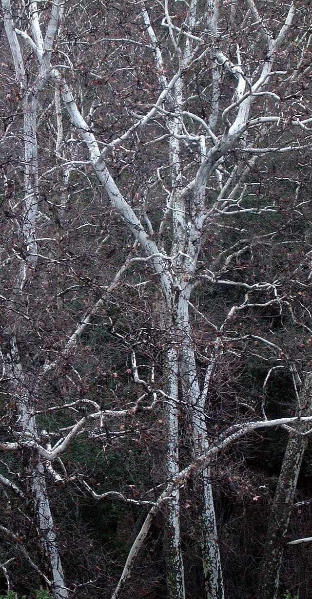 Platanus racemosa (California Sycamore)