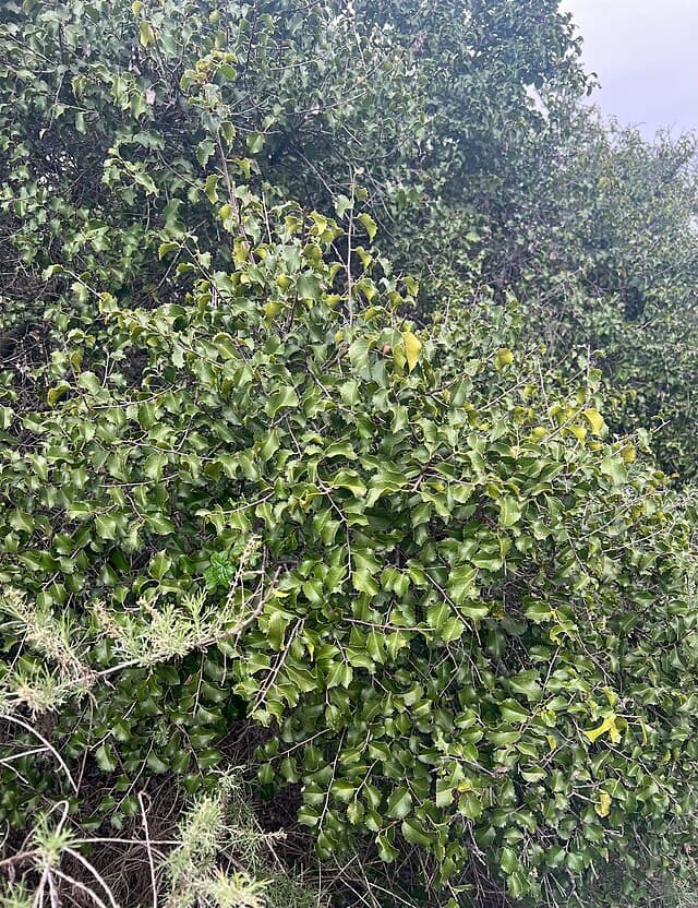 A picture of Prunus (Cherry).