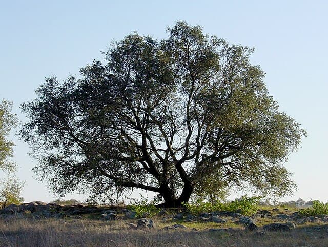 Quercus (Oaks)