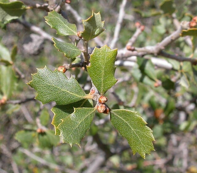 A picture of Quercus berberidifolia (Scrub Oak).