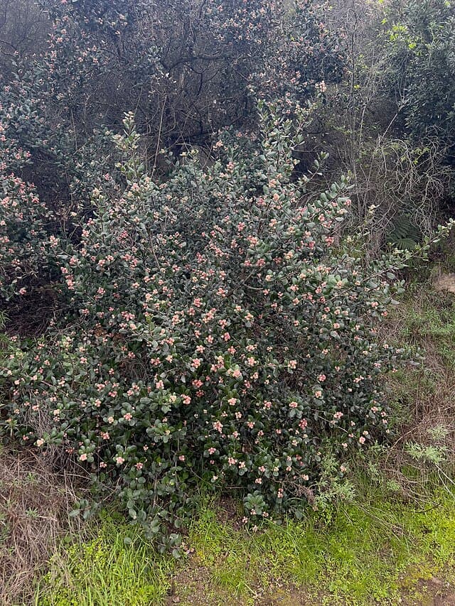 A picture of Rhus (Sumac).