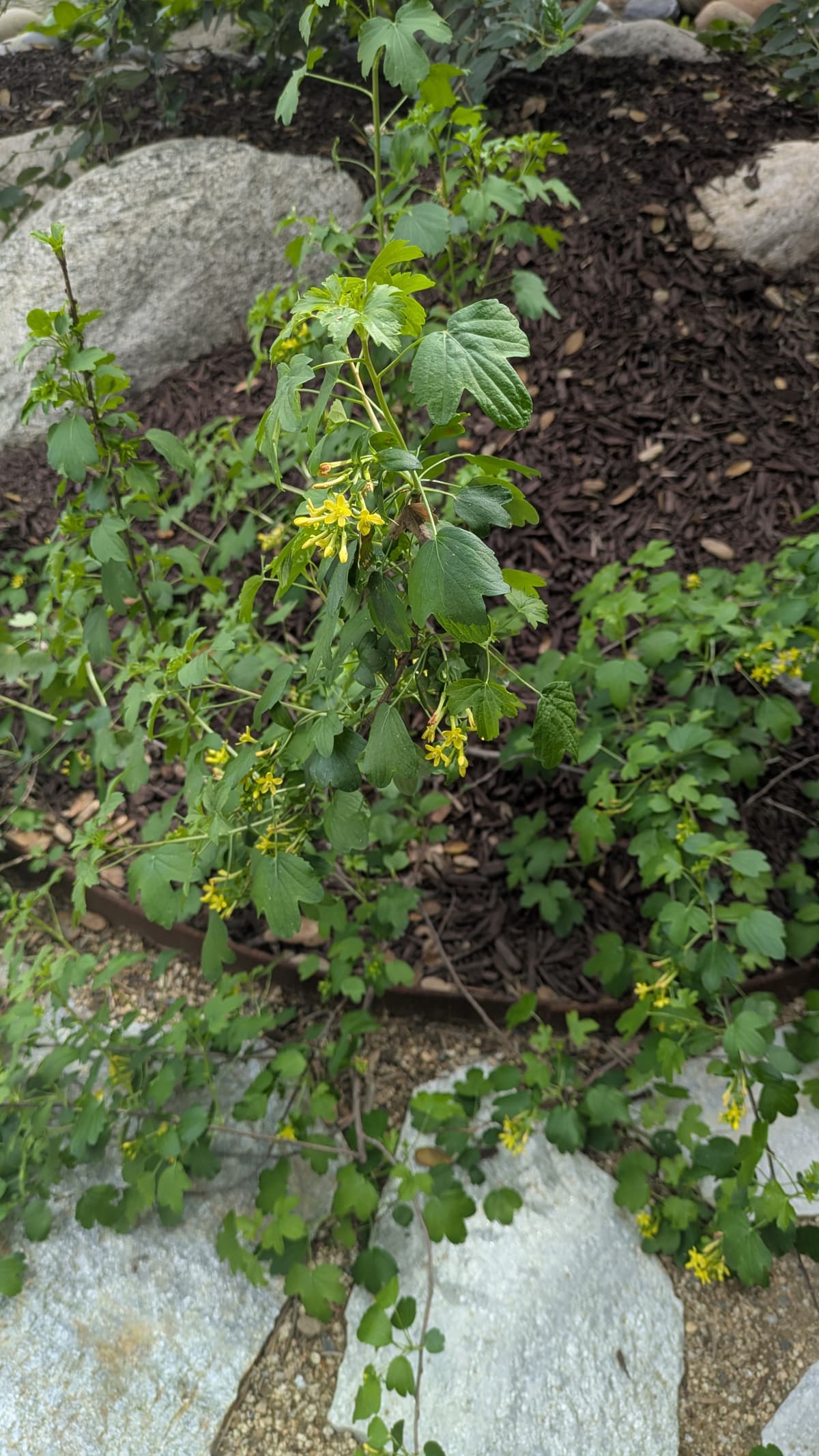 Ribes (Currant)