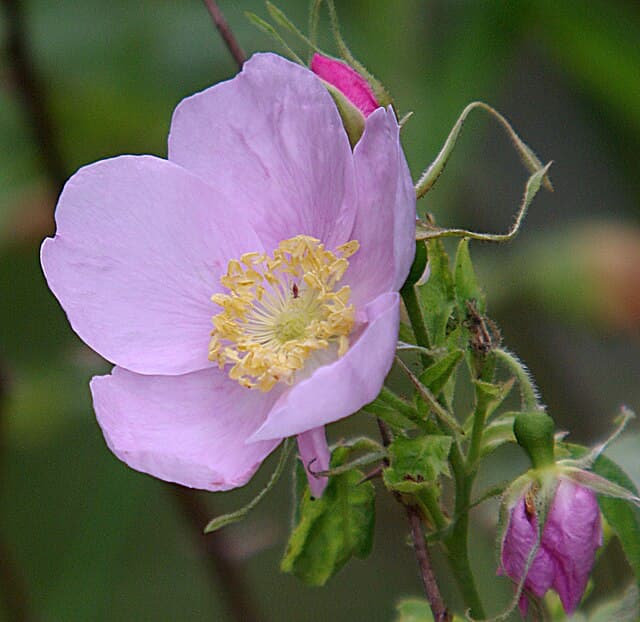 Rosa californica (California Wildrose)