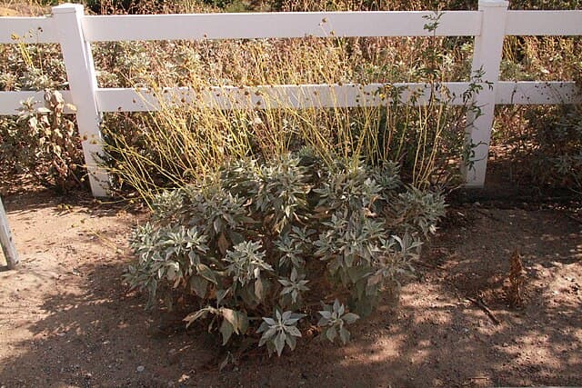 Salvia (Sage)