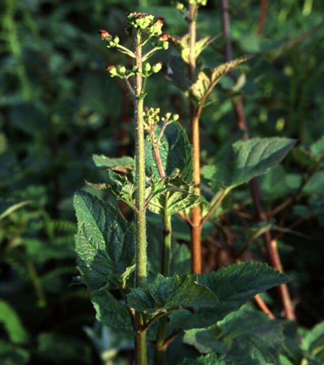 Scrophularia californica (Bee Plant)