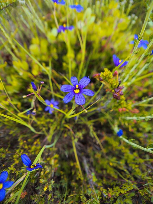 Sisyrinchium bellum (Blue-eyed Grass)