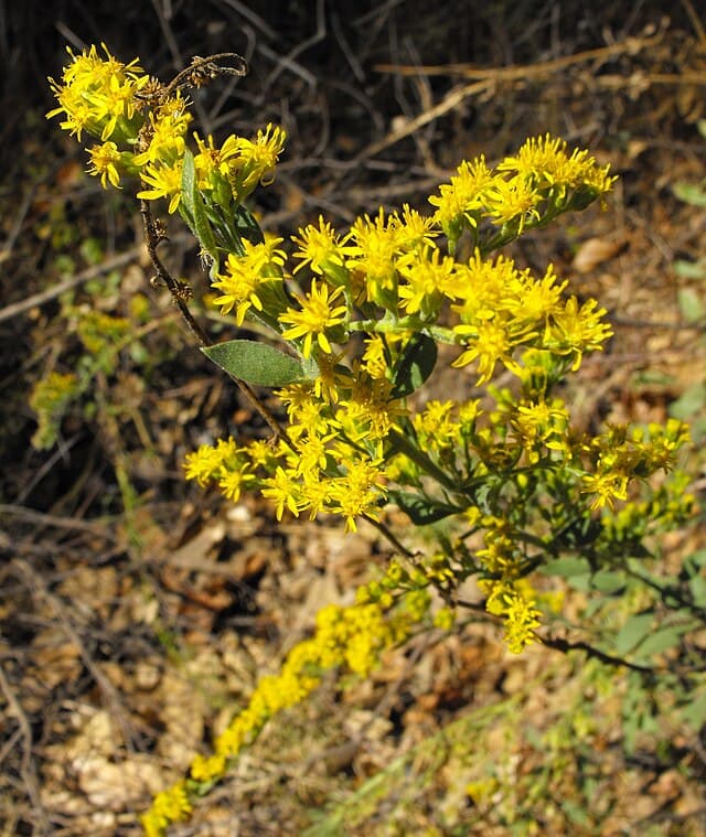 Solidago californica (California Goldenrod)