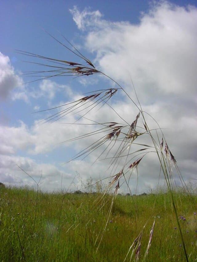 A picture of Stipa pulchra (Purple Needle Grass).